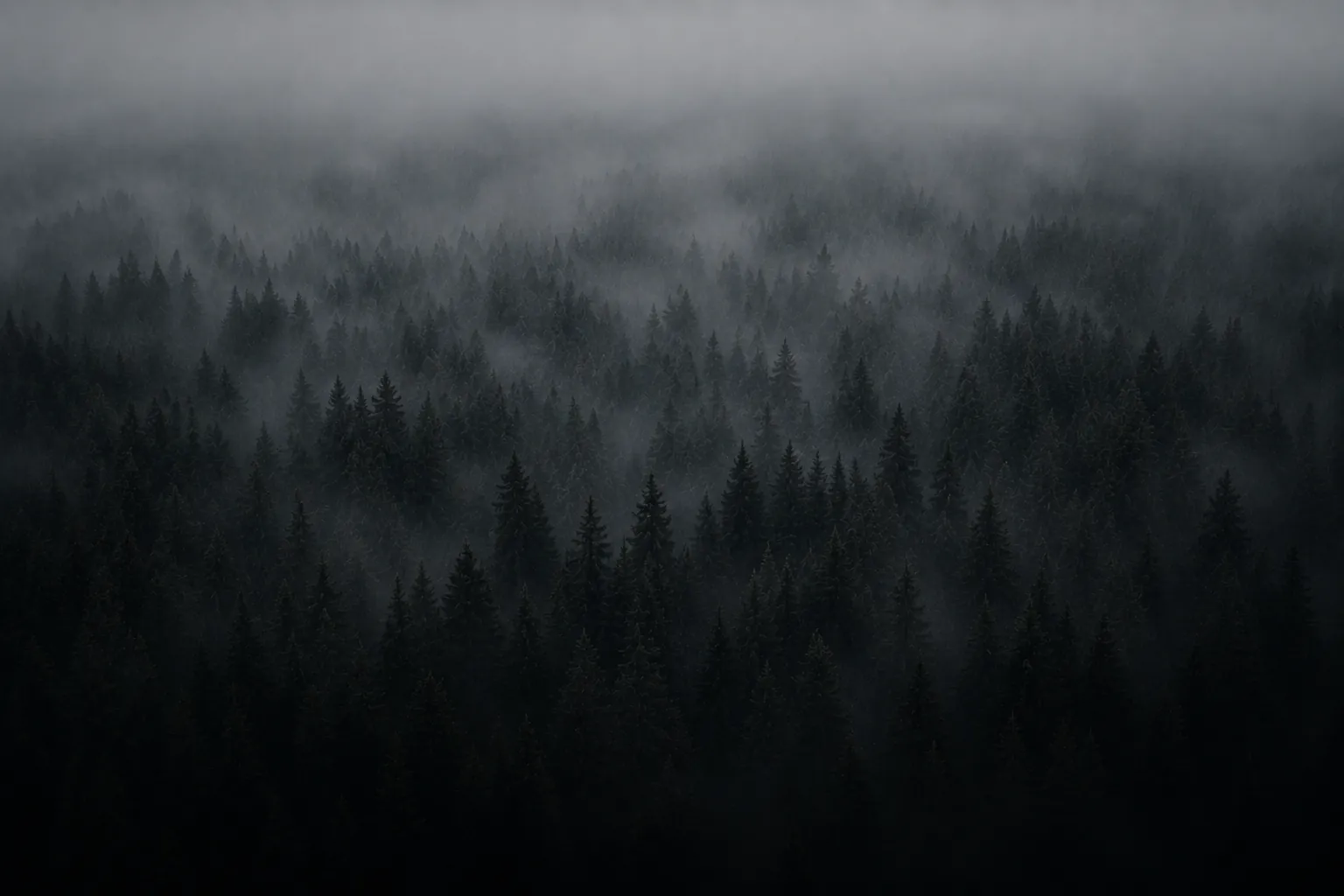 Foggy forest canopy
