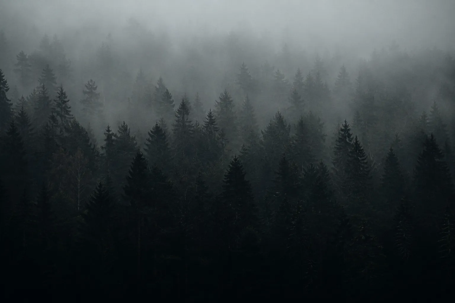Foggy pine forest